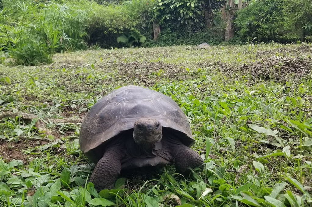 Isla Tortuga